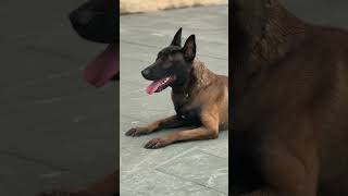 Django KNPV PH1 malinois protection dog in public #k9protection #malinois #k9protection