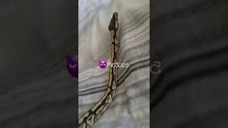 #snakelife #SnakeDad