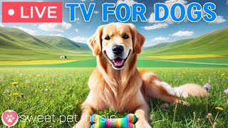 🔴24 Hours of Dog TV🎵🐶Calming Music to Help Dogs Sleep🐾🩷Soothing Music for Dogs with Stress & Anxiety
