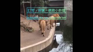 （特集）四大動物跌倒方式！🤣《Special》［Four ways for animals to fall!🤣］