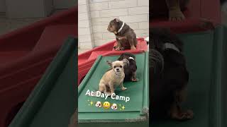 Dogs having fun at day camp #funnyvideo #cutedog #daycamp