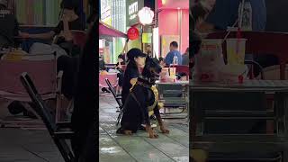 即时安保系统已开启#杜宾宙斯 #护卫犬 #安全感爆棚