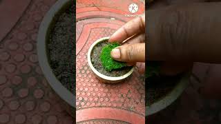 Moss grass  in pot#table top planter