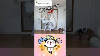 [Rakuten Point Dance] I thought it was a cool sound but it's my mom #ASMR #chickenmom #rhythmgame