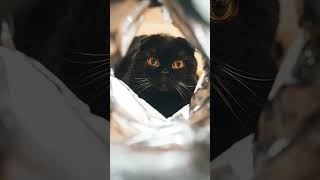 Creative cat photography using a chip bag #photography101 #photomagic