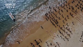 转隶后作战能力检验：海军陆战队大型两栖作战演习既是荣誉之战也是生死之战！《壮丽新航程》EP04【CCTV纪录】