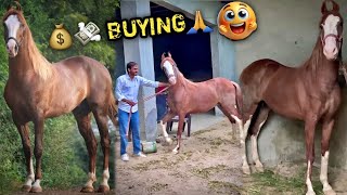 😂FEMALE OR MALE ???🥳GH0DE KI TARAH D!KHNE WAAL! GH0DI LE RAH€ HA! 😍NEW HORSE COMING TO FARM 🙏🏻😍