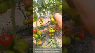 How to Prune Tomato Leaves for Bigger, Healthier Fruit #smartfarming #gardeningtips #farmingtips