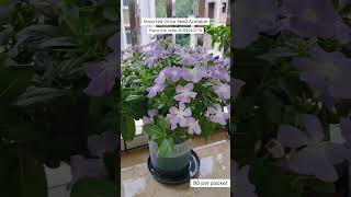 Rare Imported Vinca Flower Seed Online Sale 🔥 #vinca #flowers #plants #garden #seeds