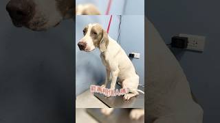 30公斤的獵犬來我來到都市大樓作客，家裡有狗有貓有小孩，他會炸掉嗎？！