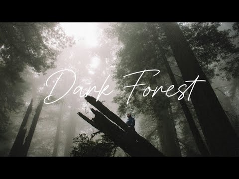 Dark Forest - An Indie/Pop/Folk/Alternative Playlist | vol 1