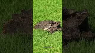 Meet the 5 Slowest Animals on Earth!  #slow #speed #topfive