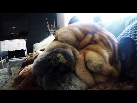 Week 8 of the GoPro Challenge - THE DOGS!!!
