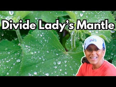 How To Divide Lady's Mantle | Alchemilla mollis