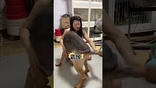 #不养狗不知道养狗的乐趣 #狗狗 #德牧