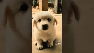 #@meya shoyi neda #lovers #comment #like #sub #courage #song  #tiktok #sudda #youtube #status