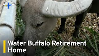 Yunlin Farmer Opens Retirement Home for Old Water Buffalo | TaiwanPlus News