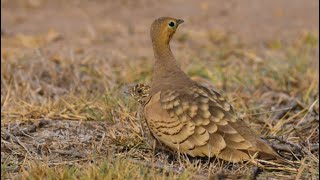 Amazing Wildlife: Adorable Chicks with Sandgrouse Family #birds #wildlife #nature #nalsarovar