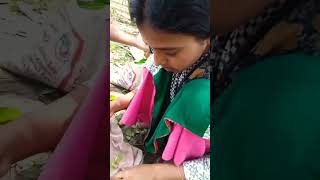 লিচুর অভাবনীয় ফলন🤭 #lichitv