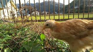 12月25日　ひよこ、クリスマスも庭