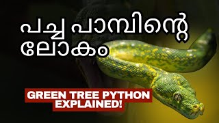 GREEN TREE PYTHON | MALAYALAM EXPLANATION