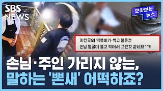 손님·주인 가리지 않는 말하는 '뽄새' 어떡하죠? / SBS / 모아보는 뉴스