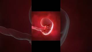 Fetal Development  #babygrowth #baby #pregnancybyfaith
