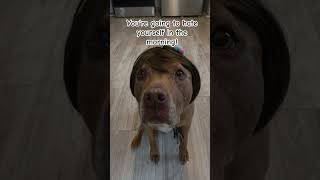 go to bed 😆 #cute #dog #pets #petlover #shorts