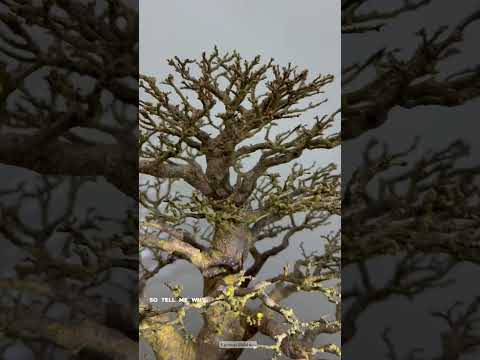 Bonsai Anting Putri | Wrightia religiosa Bonsai.   #bonsaiindonesia  #tropicalbonsai #bonsaivietnam