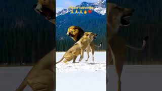 lion vs wolf #tiger #animals #lion #pets #viralvideo #wildlife #ai2025 #nextgenai #aibreakthroughs