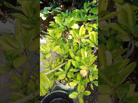 Patharchata #stisfyingvideo #plants #gardening