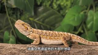 亞馬遜生物群落：亞馬遜生物群落包括亞馬遜雨林、雨林地區以及覆蓋亞馬遜盆地大部分地區以及北部和東部一些毗鄰地區的其他生態區