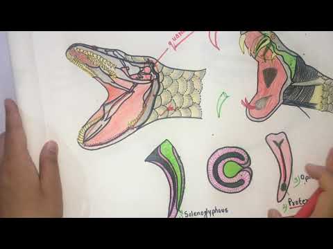 Snake Biting Process #Rayofbiology