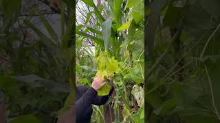 Picking fresh chayote shoots from my kitchen garden #chayote #shoot #choko #kitchengarden