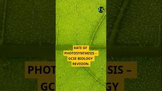 Rate of Photosynthesis #GCSEBiology #Photosynthesis #learn #BiologyRevision #ScienceShorts #ExamTips