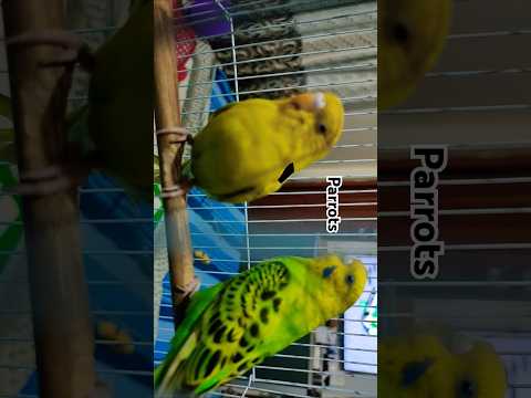 Parrots#vacation#viral #trend #love#parrot#Bts