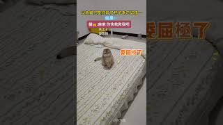 以為貓咪只是打碎了杯子要乖巧認錯🐾，結果…是被封印了‼️貓🐱：媽媽醬~ 快救救我吧😿 #cat  #cute  #funny #shorts #funnyshorts #cutecat
