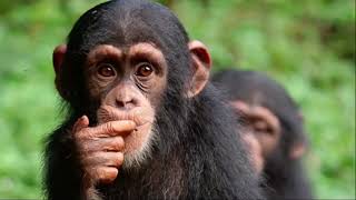 TACUGAMA CHIMPANZEE SANCTUARY CELEBRATE TACUGAMA WEEK WITH BRITISH HIGH COMMISSION AND QCELL NETWORK
