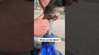 Barefoot and broken #horse #horsecare #equestrian #herrador #farrier