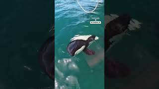 Last surveys found there to be only 3000 commerson's dolphins left in the ocean!