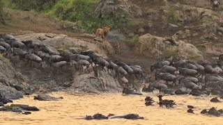 male lion hunting wildebeest migration video