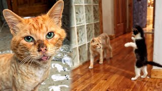 Wounded Stray Cat Met a Kitten… And Something Incredible Happened!