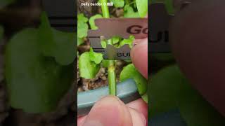 Rose grafting - T Budding