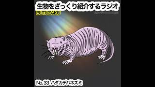 第33話：✉️「ハダカデバネズミ」をざっくり紹介