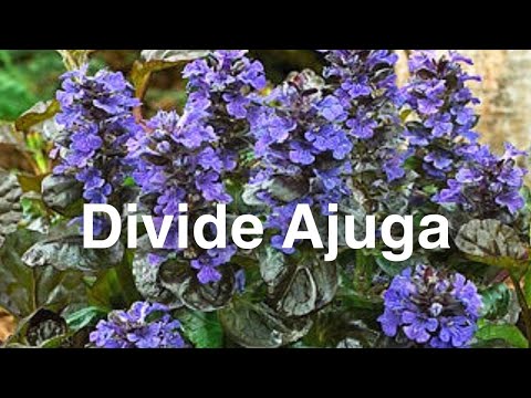 How To Divide Ajuga Bugleweed Groundcover || Budget Gardening