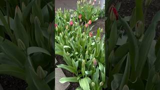 My Tulips Then and Now #tulip #flowers  #garden