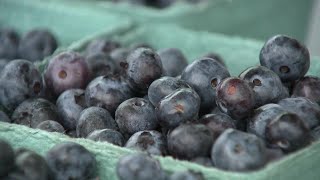 MISSION ON THE FARM: Bangor blueberry farmer giving our free pints for vets