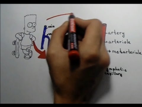 MICROCIRCULATION (part 1) [AVICENNA school]