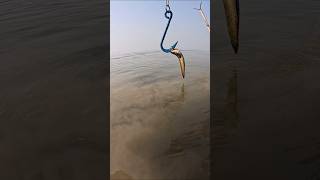Catching big fish with small fish bait in the river #fish #bigfish #river