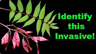 Identify INVASIVE Tree of Heaven in ANY Season!